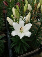 [5698 DJ LZ-09 No01.JPG]